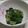 DELA's cooksnap of when they made 不断草の胡麻味噌辛子和え.
