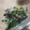 ゆーあちん's cooksnap of when they made ✾ほうれん草としらすのマヨしょうが和え✾.