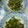 SILK0205's cooksnap of when they made 大根葉と豚肉の炒め物.