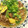 まにゃまむ's cooksnap of when they made 揚げ豚とさつまいものおろし煮.