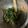 クックAWUPEX☆'s cooksnap of when they made ★春菊の梅あえ★.