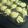 3姉妹ちゃんママ's cooksnap of when they made たこ焼きじゃないよ！ギョニソ焼き！.
