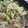 ＴＡＬＯＮ's cooksnap of when they made ツナとレタスの１０分炒め.