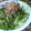 framboise⁂'s cooksnap of when they made ☆簡単☆かいわれ大根の海苔おかか和え.
