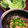 葵子☆'s cooksnap of when they made 納豆の消費に☆納豆マヨ‡レタス巻き‡.