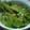 鳥骨鶏's cooksnap of when they made 簡単２ステップ！エンドウの胡麻マヨ和え☆.