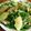 まっちゃから's cooksnap of when they made 水菜とナッツのサラダ♫.