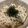 papikun's cooksnap of when they made 冷凍うどんで＊明太クリームうどん.