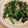 aromatico's cooksnap of when they made 小松菜のニンニク炒め(青菜炒め).