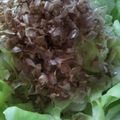 ☆me☆'s cooksnap of when they made 超簡単♪キャベツのおひたし.