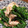 SYNDY's cooksnap of when they made **菜の花と豚肉の炒め物**.
