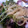 papico1010's cooksnap of when they made たことほうれん草の梅マヨパスタ.