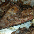 drive's cooksnap of when they made ゴージャス★まぐろのカマ焼き.
