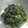 もりのしめじ's cooksnap of when they made ほうれん草の昆布和え♪.