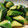 あすでふ's cooksnap of when they made おつまみに＊中華風たたききゅうり.
