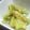若鬼嫁あきちゃん's cooksnap of when they made うどの酢みそ和え☆.