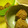 ジャンボリｰ's cooksnap of when they made お弁当やおやつに♪さつまいものごま揚げ.