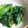ユーロン's cooksnap of when they made -菜の花ღ３種❁和風和え❣大人味？-.