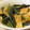 mogumokura's cooksnap of when they made わらびのあっさり煮.