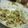 さくららっち's cooksnap of when they made 栄養満点！大根餅風お焼き.