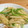 Nekozame's cooksnap of when they made 千切りジャガ炒め♪♪.