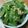 チビのおさんぽ's cooksnap of when they made 超簡単さやえんどうレシピ.