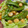 saki1010's cooksnap of when they made ほたてとスナップえんどうのマヨネーズ炒め.
