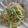 canno's cooksnap of when they made 昆布茶が決めて♪水菜とツナのパスタ.