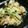 yukanosuke's cooksnap of when they made エビとブロッコリーのサラダ.