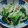 すみれちゃん☆'s cooksnap of when they made えのきと青梗菜のシンプル炒め.