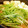 motchan's cooksnap of when they made 水菜と油揚げのはりはり鍋.
