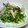 たんぽぽしぃ's cooksnap of when they made 豆苗としめじとしらすのおひたし.