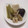 まくのうち's cooksnap of when they made 野ふきのあっさり煮びたし.