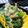 えみんちゅ＊'s cooksnap of when they made ほうれん草には麺つゆ♪.