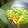 negoto's cooksnap of when they made 豆苗のオイスターソース炒め.