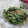 miyuki12's cooksnap of when they made 我が家の定番♡壬生菜の漬物.