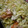 Akikoマミィ's cooksnap of when they made 簡単美味しい♪鮭の味噌マヨネーズ焼き.