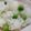 しょうみの's cooksnap of when they made 旬のグリーンピース✿　ピースごはん　✿.
