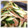 せろ君's cooksnap of when they made ♪あっという間の梅きゅうり♪.