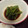 サトモユリア's cooksnap of when they made すぐ出来る！ししとうの田舎煮♪.
