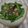 ミックスクーママ's cooksnap of when they made スナップエンドウのおひたし（茹でただけ）.