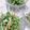ねこねこおやびん's cooksnap of when they made 水菜のサラダ☆.