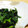 ノンノリノ's cooksnap of when they made 磯風味☆のりたっぷりほうれん草のおひたし.