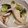 さとみにぃ～'s cooksnap of when they made チンゲン菜と油揚げのさっと煮.