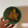 sea2811's cooksnap of when they made 菊の花の下処理・おひたし.
