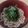 わかポン☆'s cooksnap of when they made 【楽めし】紫蘇明太うどん.