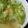 亜耶華's cooksnap of when they made ジャガイモとキャベツの卵とじ.