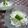 いずみるく's cooksnap of when they made さっぱり♪新玉ねぎのヨーグルトサラダ.