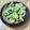 なぁみん☆☆☆'s cooksnap of when they made ★豆が飛び出す　そら豆の塩ゆで　茹で方.