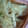ｔｉｎｋ☆'s cooksnap of when they made 【ルクエ】タラとネギのぽん酢蒸し.